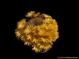 Sulcorebutia arenacea v. arenacea HS30 22378